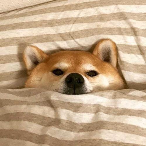 Lê Mỹ Duyên avatar